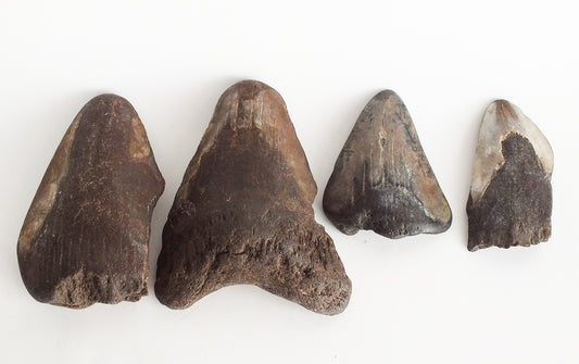 Megalodon Tooth Bundle