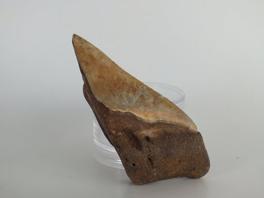 3.5" Partial Megalodon Tooth