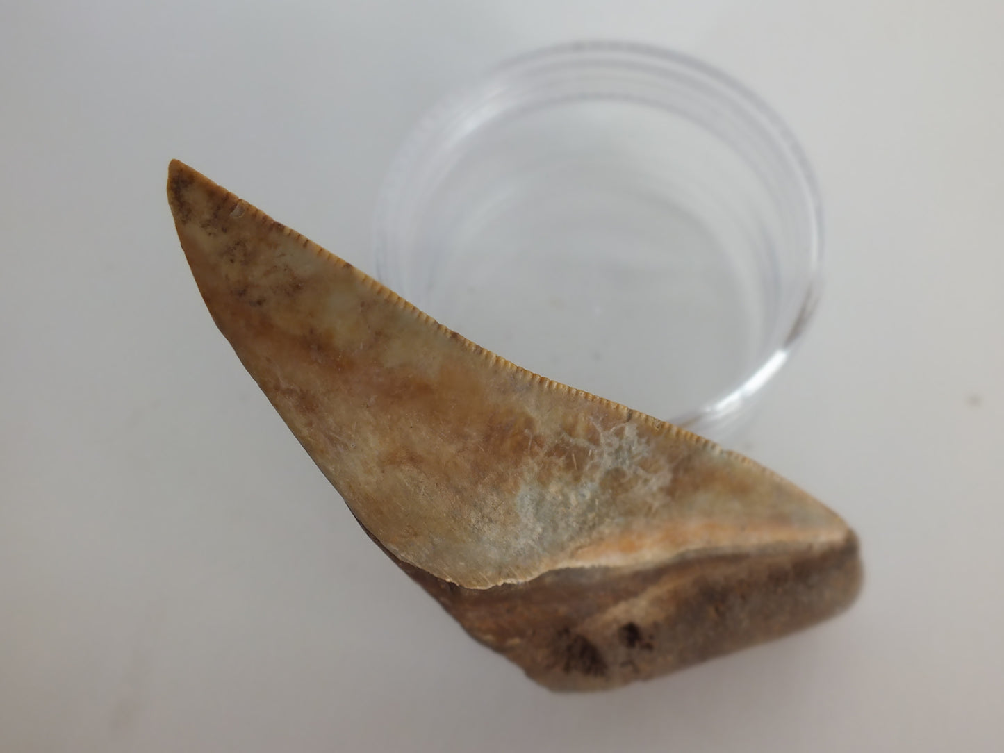 3.5" Partial Megalodon Tooth