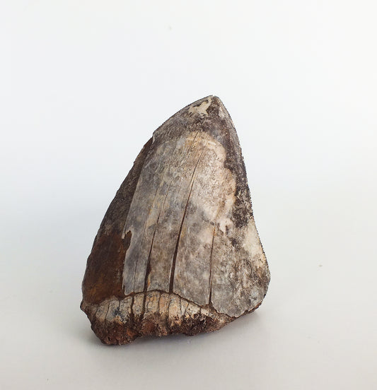 3.0" Megalodon Tooth