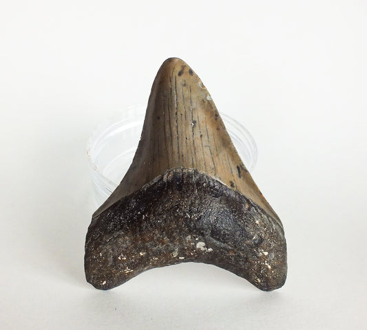 3.49" Megalodon Tooth