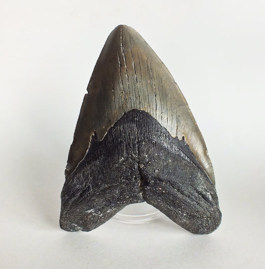 6.03" Megalodon Tooth