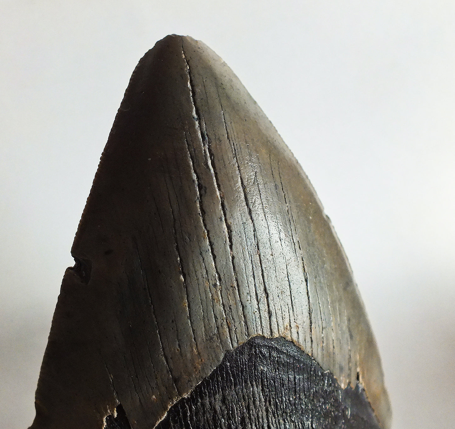 6.03" Megalodon Tooth