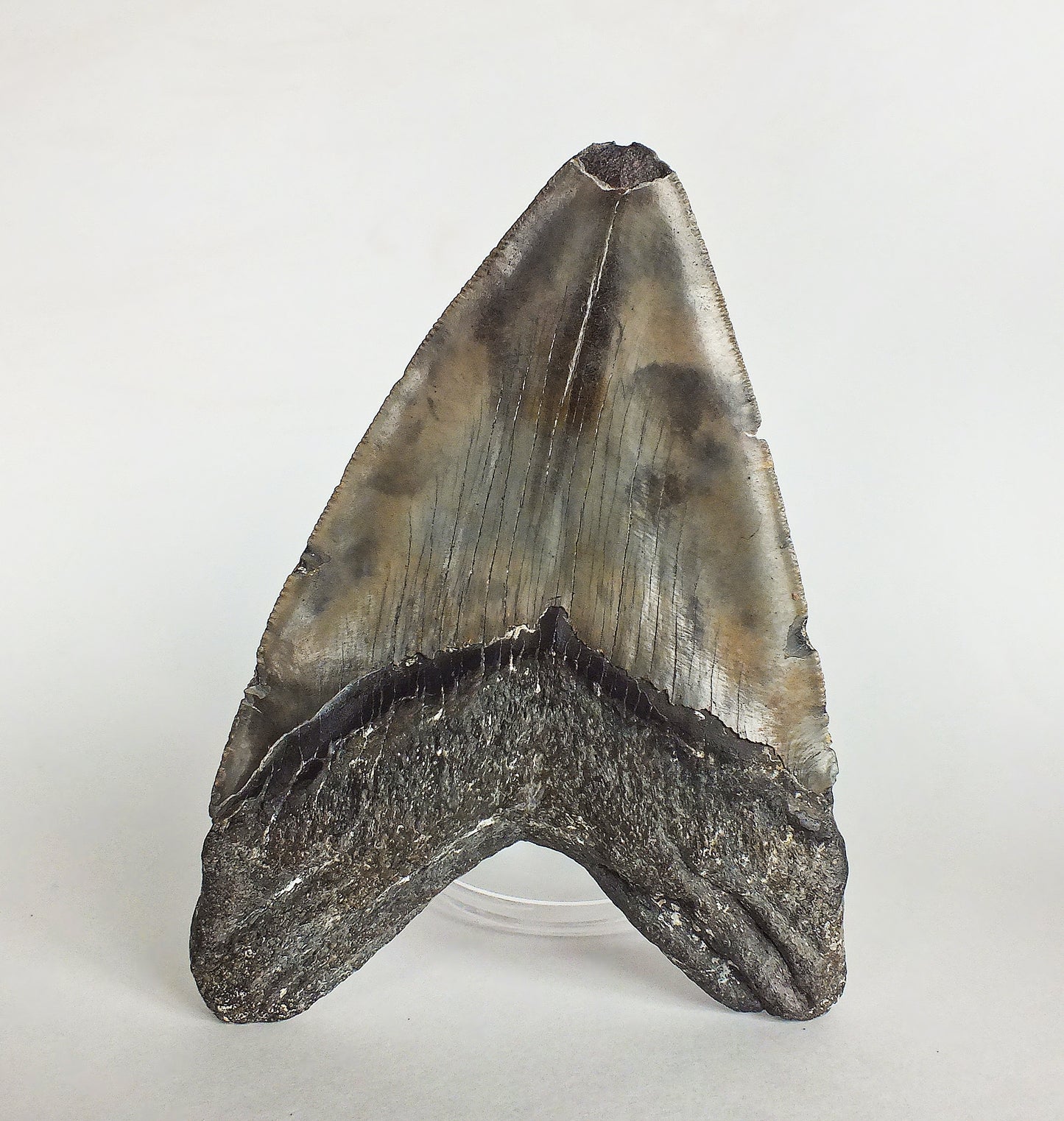 6.03" Megalodon Tooth