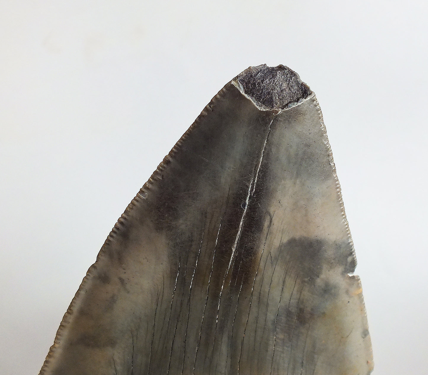 6.03" Megalodon Tooth