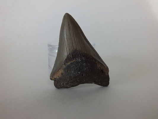 2.87" Megalodon Tooth