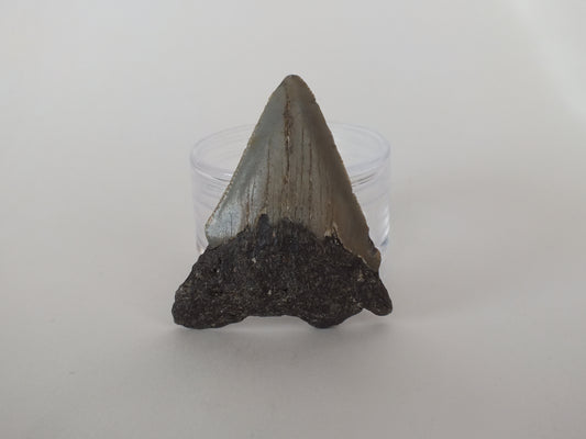 2.55" Megalodon Tooth