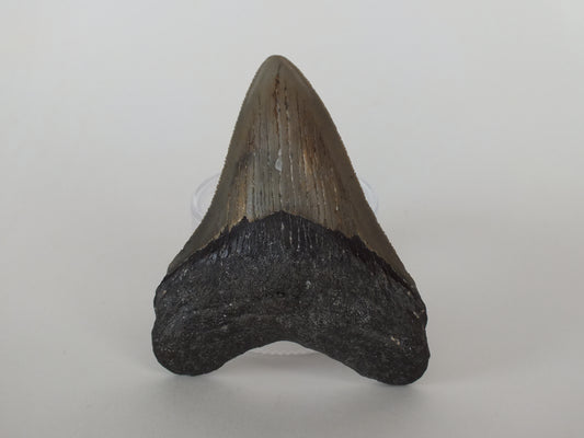 3.34" Megalodon Tooth