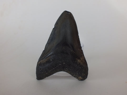 3.25"  Megalodon tooth