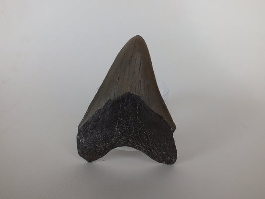 3" Megalodon Tooth