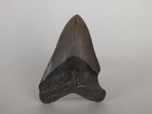 4" Megalodon tooth