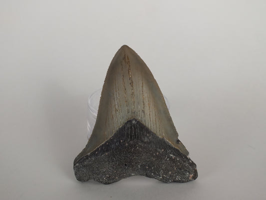 3.25" Megalodon Tooth