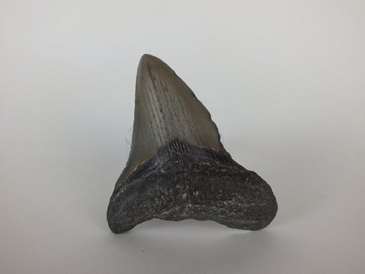 3.5" Megalodon Tooth