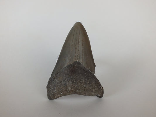 3.58" Megalodon Tooth