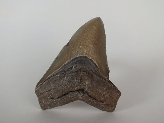 3.93" Megalodon Tooth