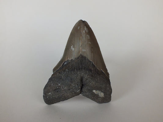 3.75" MegalodonTooth