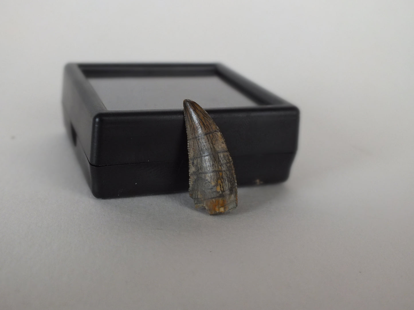 0.94" Dromaeosaurus Raptor Tooth