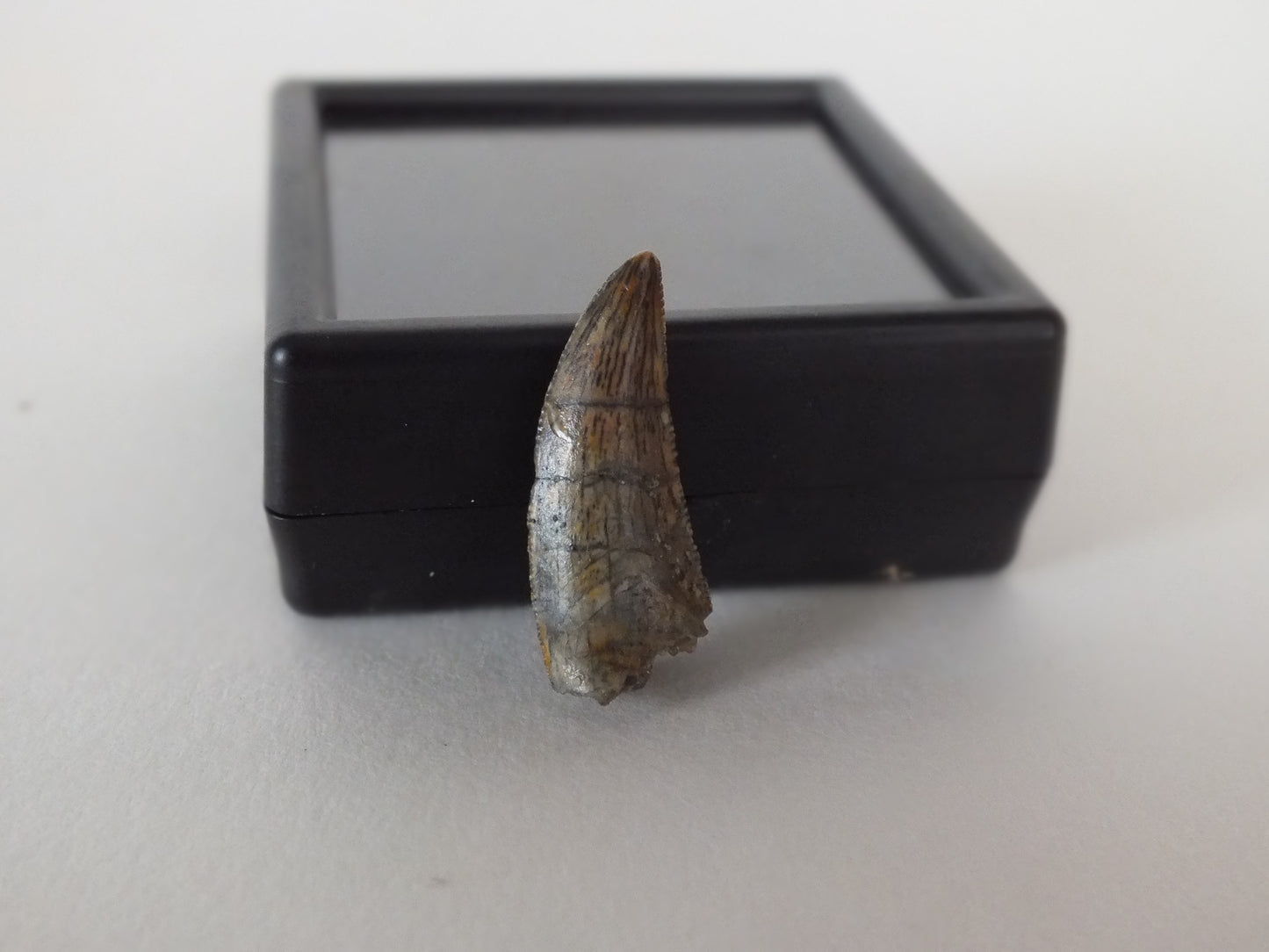 0.94" Dromaeosaurus Raptor Tooth