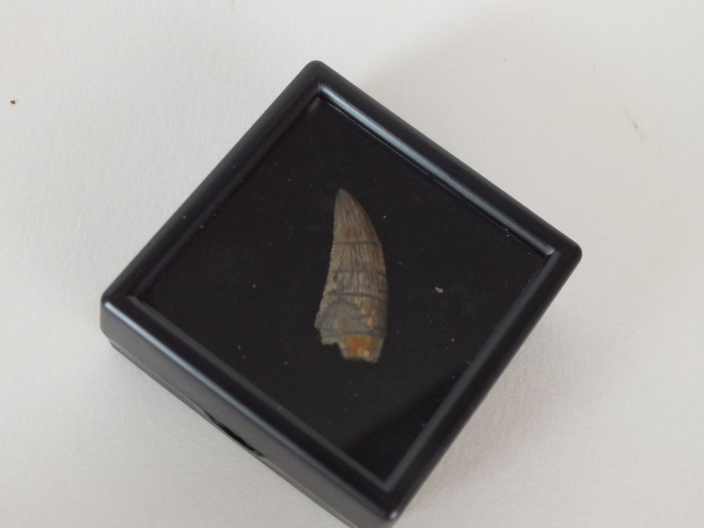 0.94" Dromaeosaurus Raptor Tooth