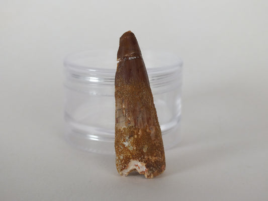 2" Spinosaurus Tooth