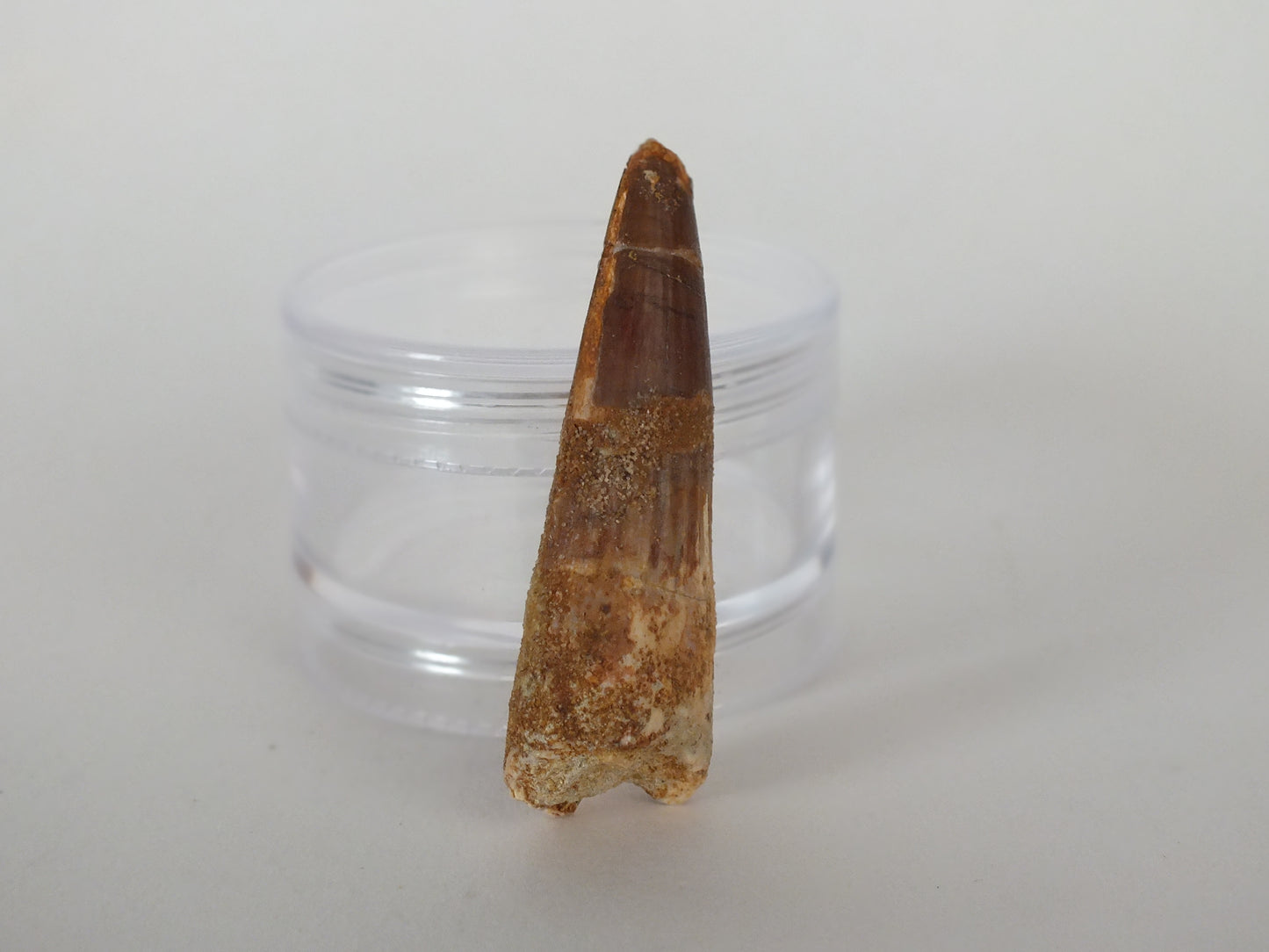 2" Spinosaurus Tooth