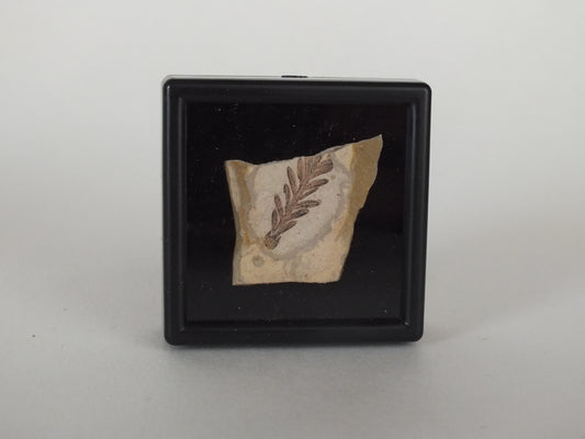 1.1" Metasequoia Fossil