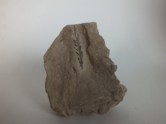 1.76" Metasequoia Fossil