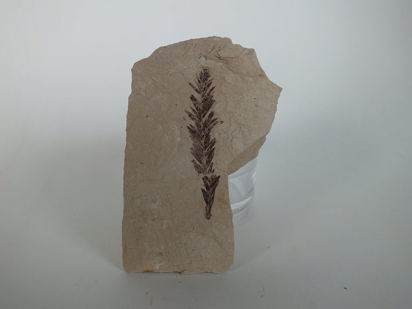 2" Metasequoia Fossil