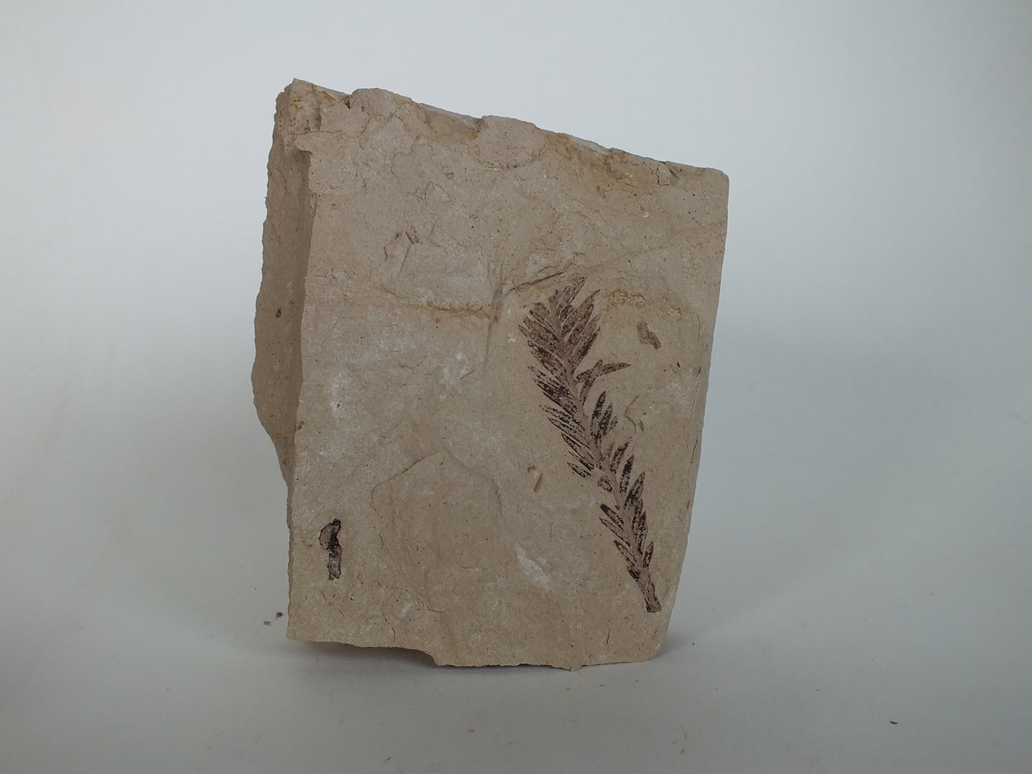 2" Metasequoia Fossil