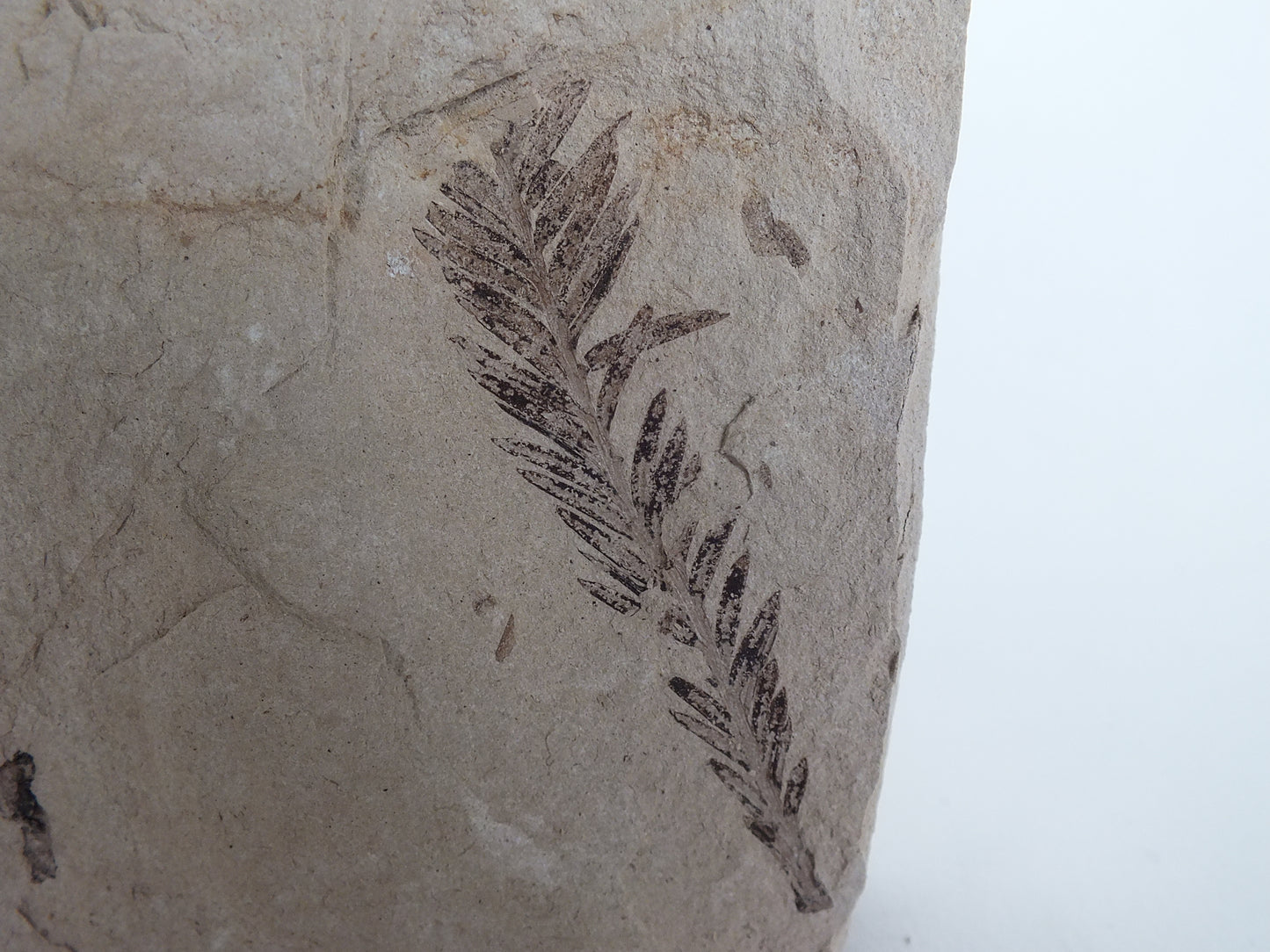 2" Metasequoia Fossil