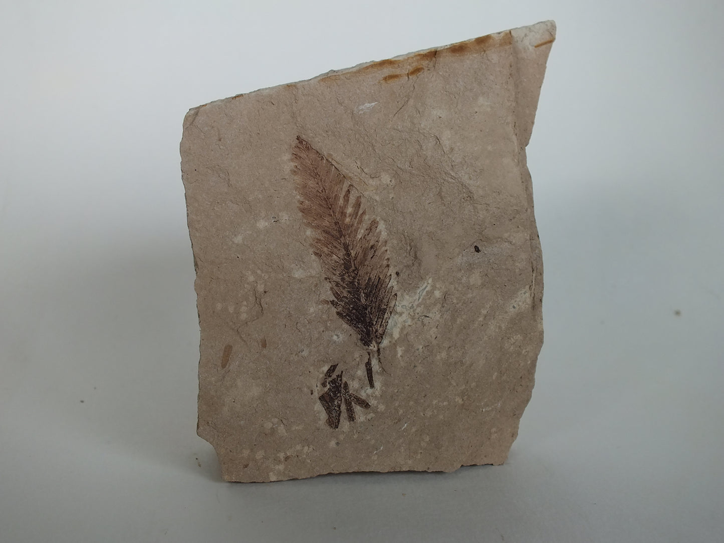 2" Metasequoia Fossil