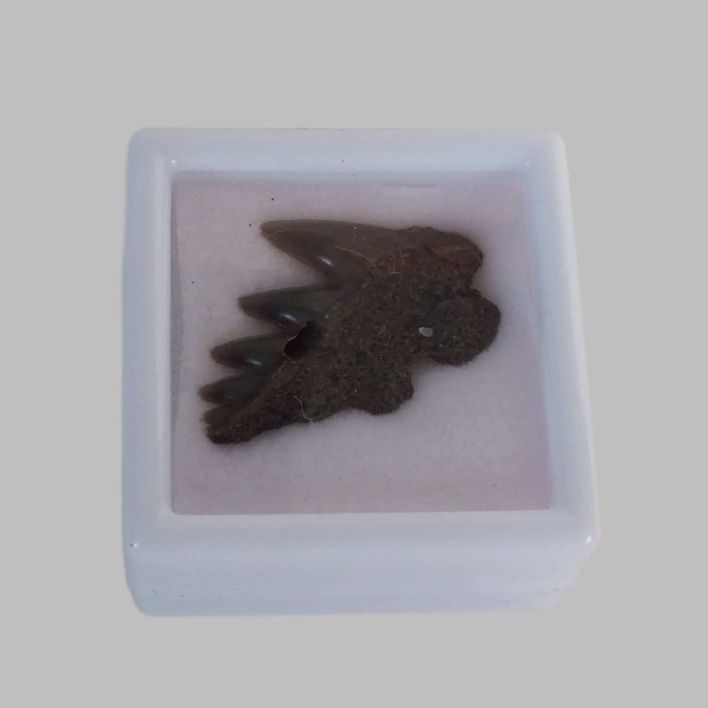 0.85" Cow Shark Tooth Fossil (Belgium)