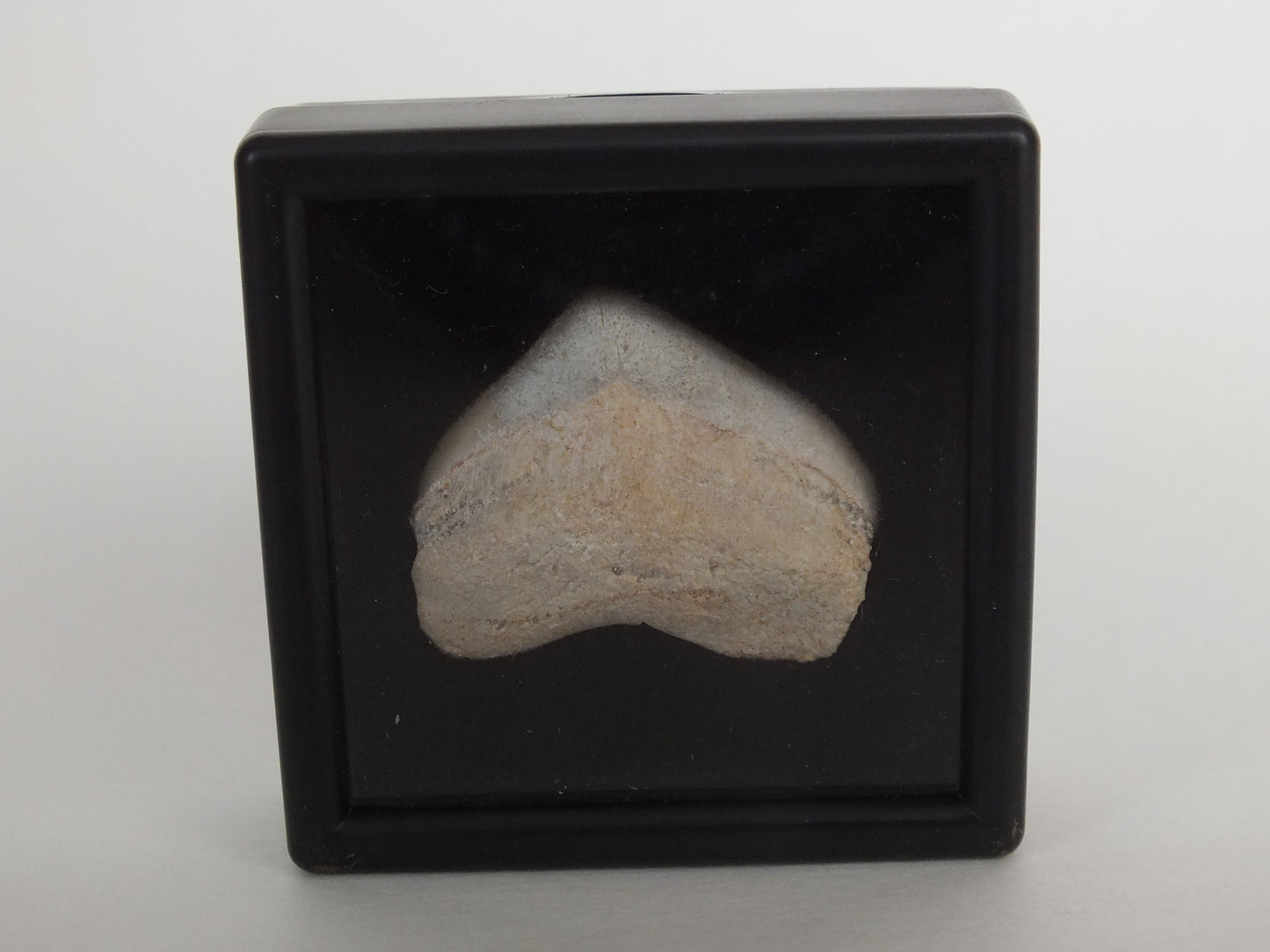 1.0" Squalicorax Shark Tooth Fossil W/ Case