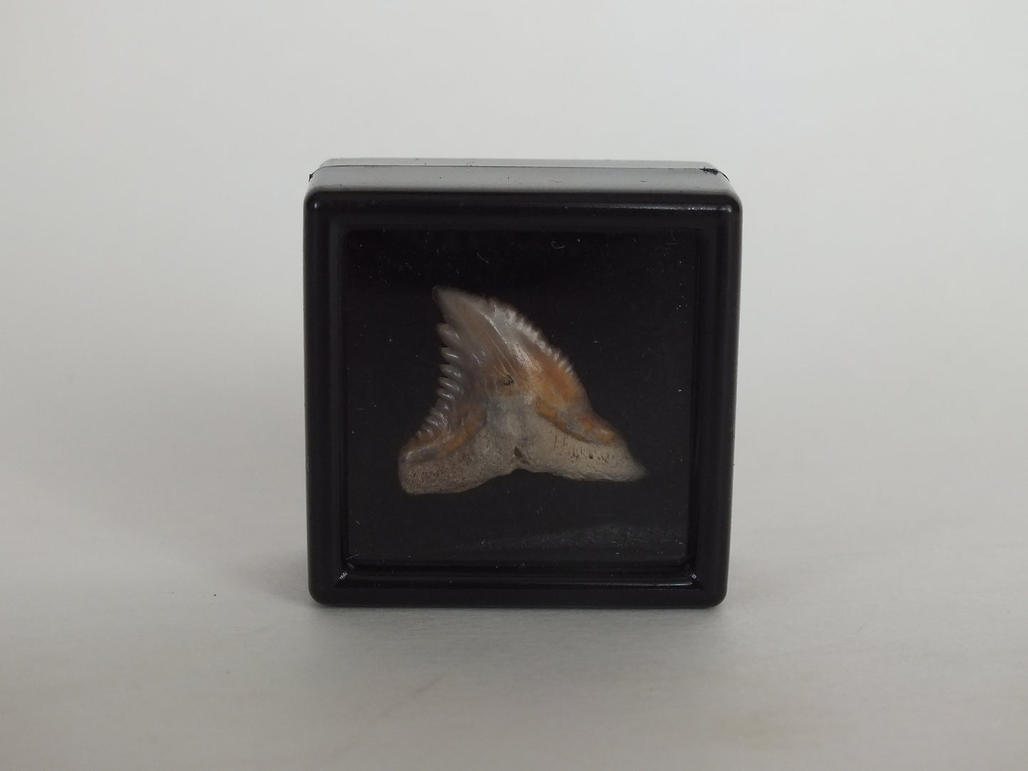 0.8" Hemipritis Shark Tooth Fossil W/ Case