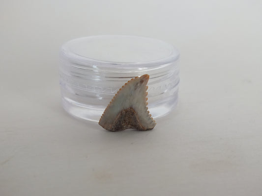 0.5" Hemipritis Shark Tooth Fossil