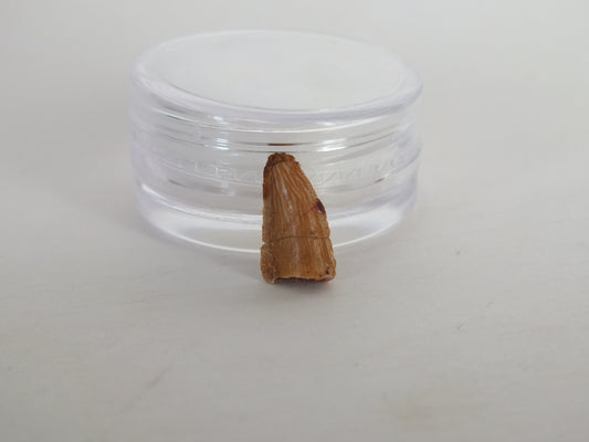 0.5" Abelisaurus Raptor Tooth