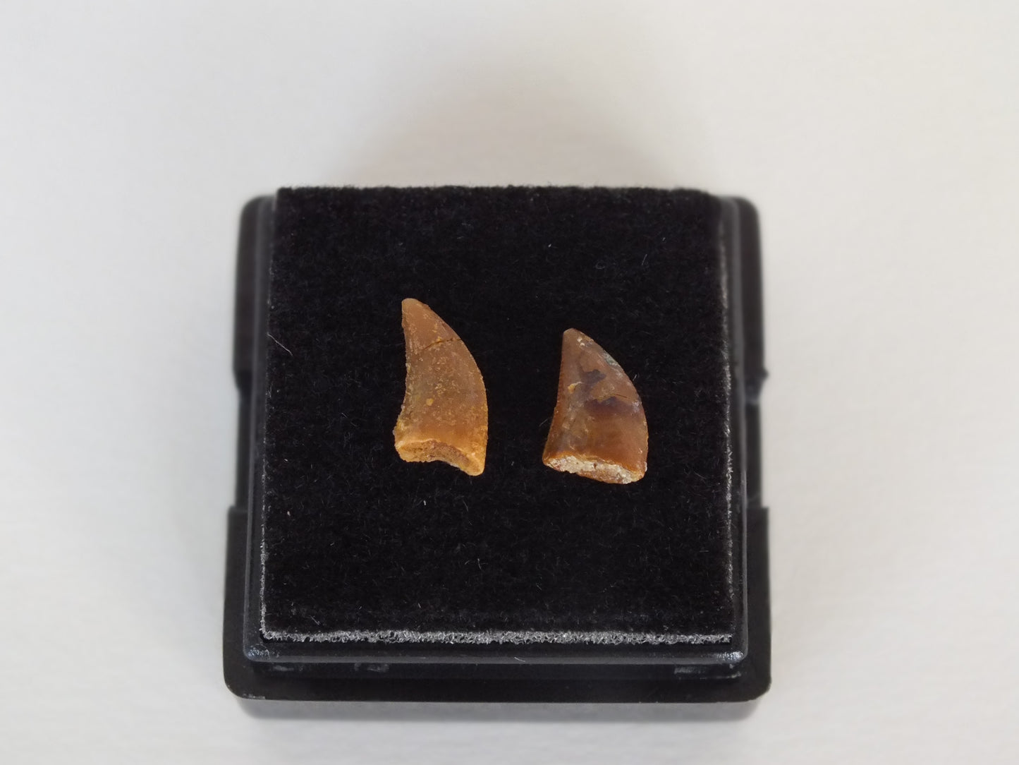 Pair of Abelisaurus Raptor Teeth