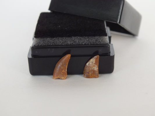 Pair of Abelisaurus Raptor Teeth