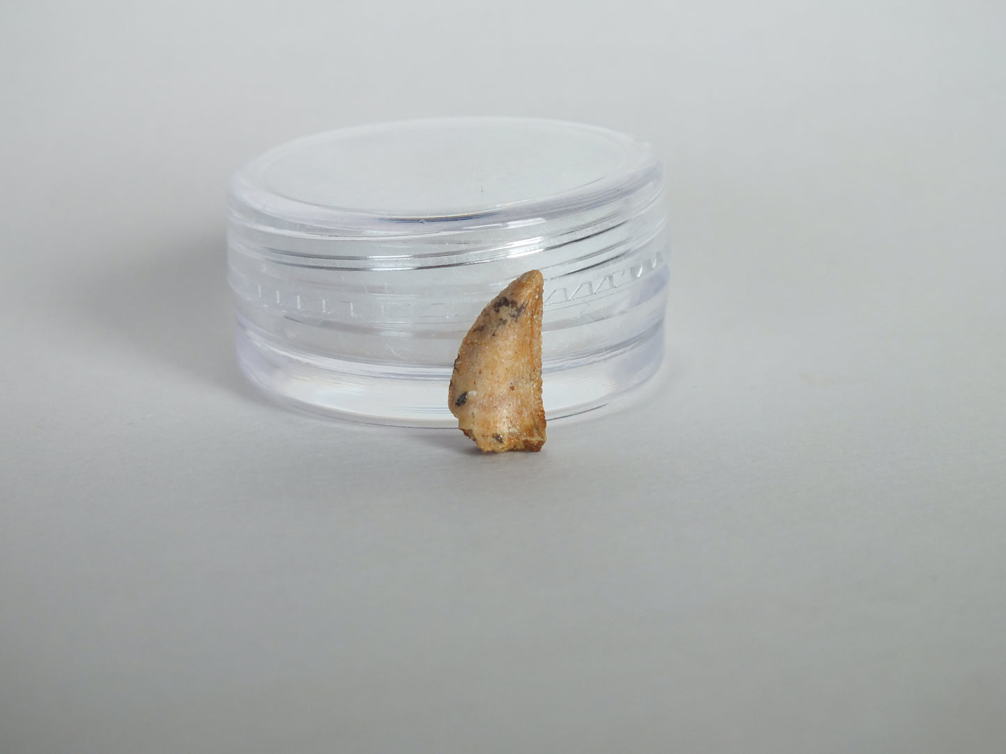 0.48" Abelisaurus Raptor Tooth