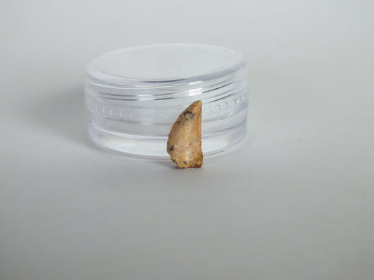 0.48" Abelisaurus Raptor Tooth