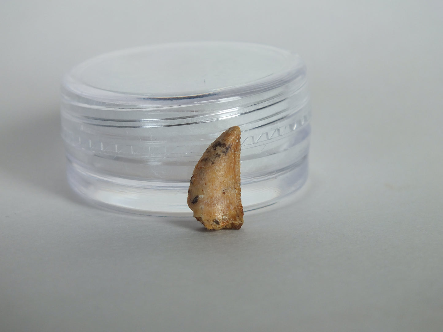 0.48" Abelisaurus Raptor Tooth