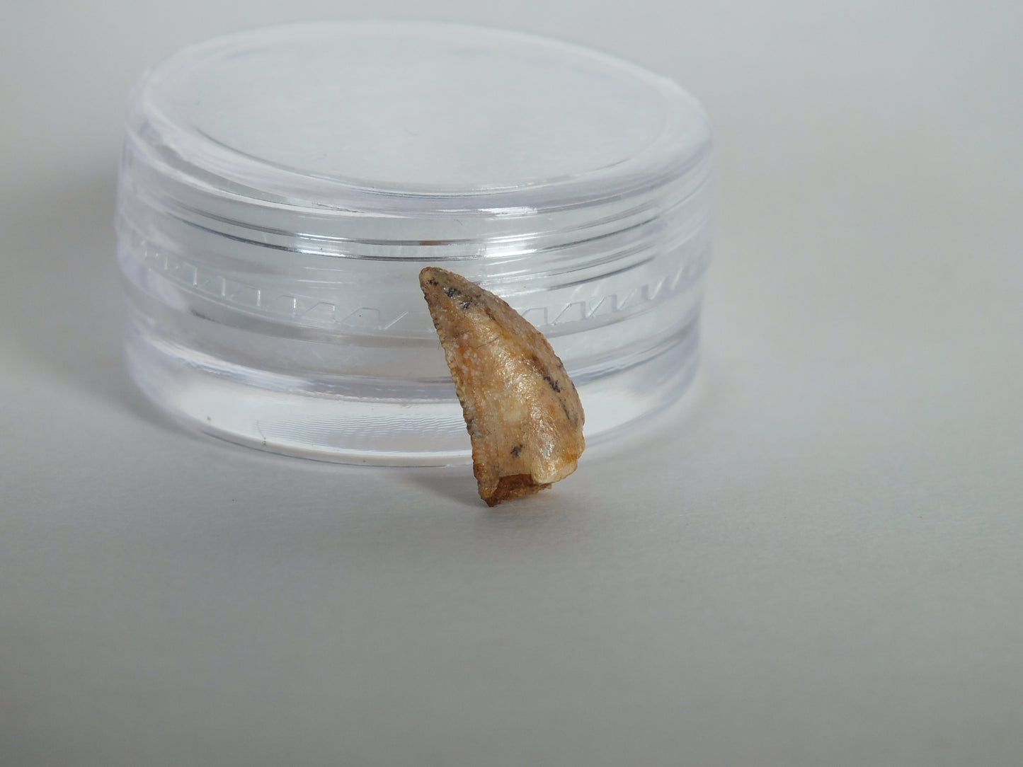 0.48" Abelisaurus Raptor Tooth