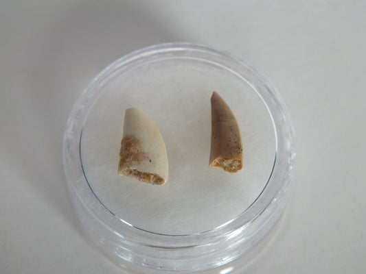 Pair Of Abelisaurus Raptor Tooth