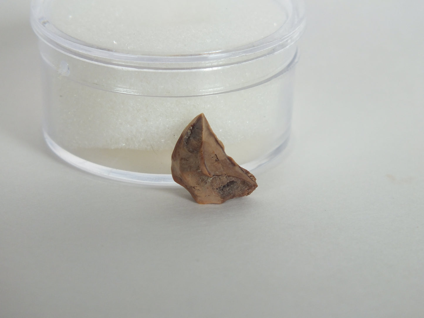 0.39" Triceratops Tooth