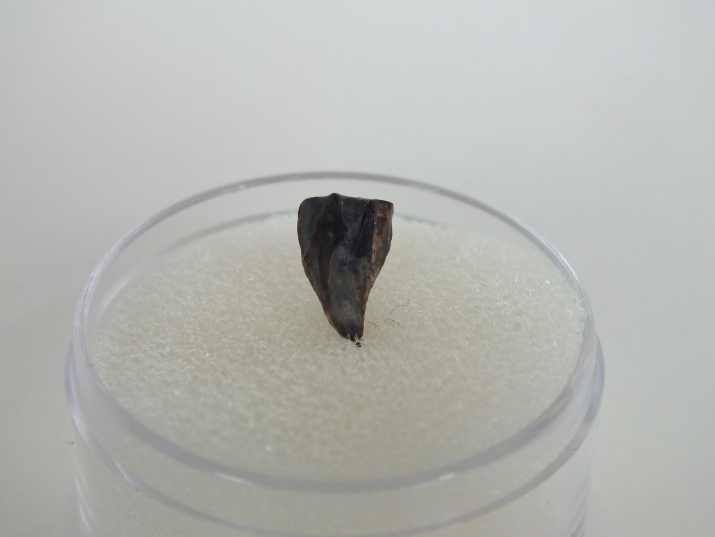 0.39" Triceratops Tooth