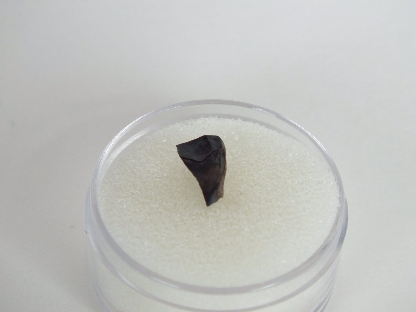 0.39" Triceratops Tooth