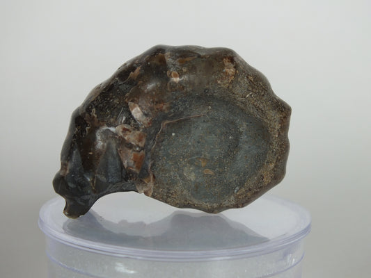 23.7G Ammonite