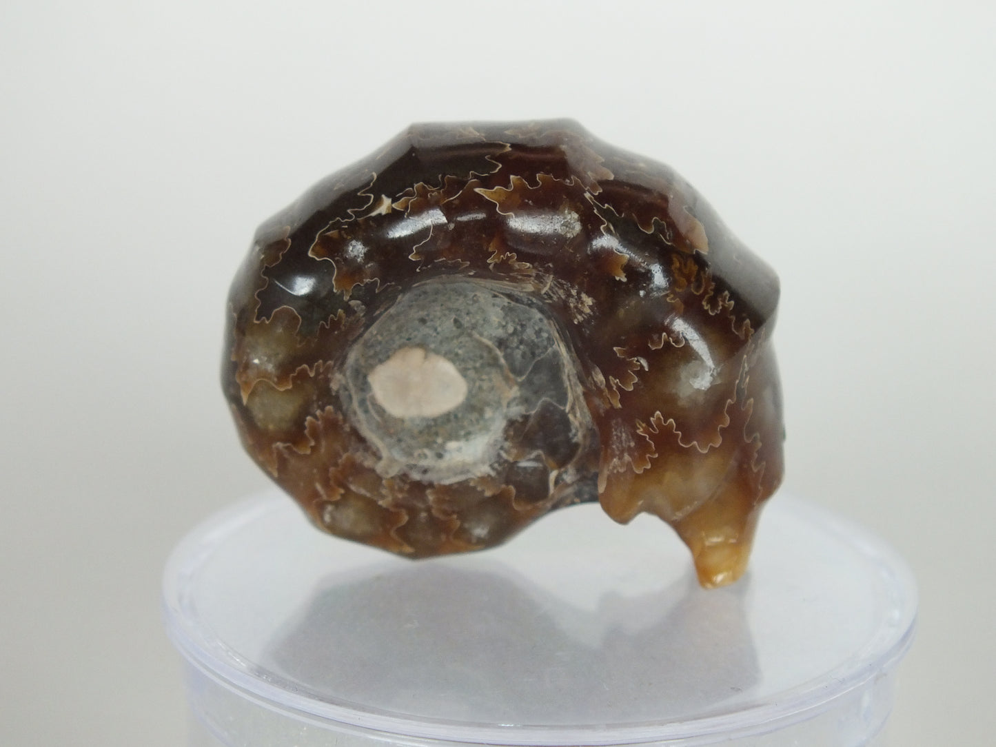 22.3G Ammonite