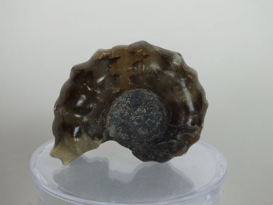 21.7G Ammonite