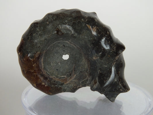 21.2G Ammonite